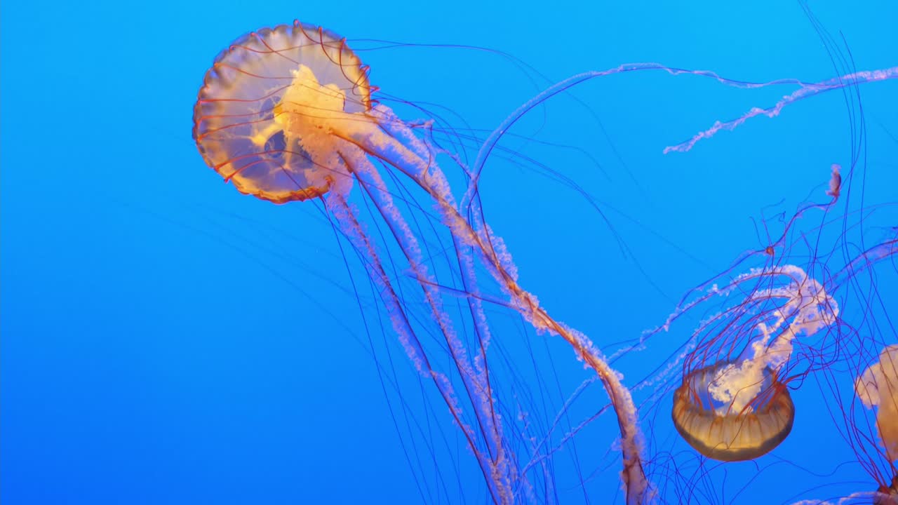 Sea nettles floating at Monterey Bay Aquarium.