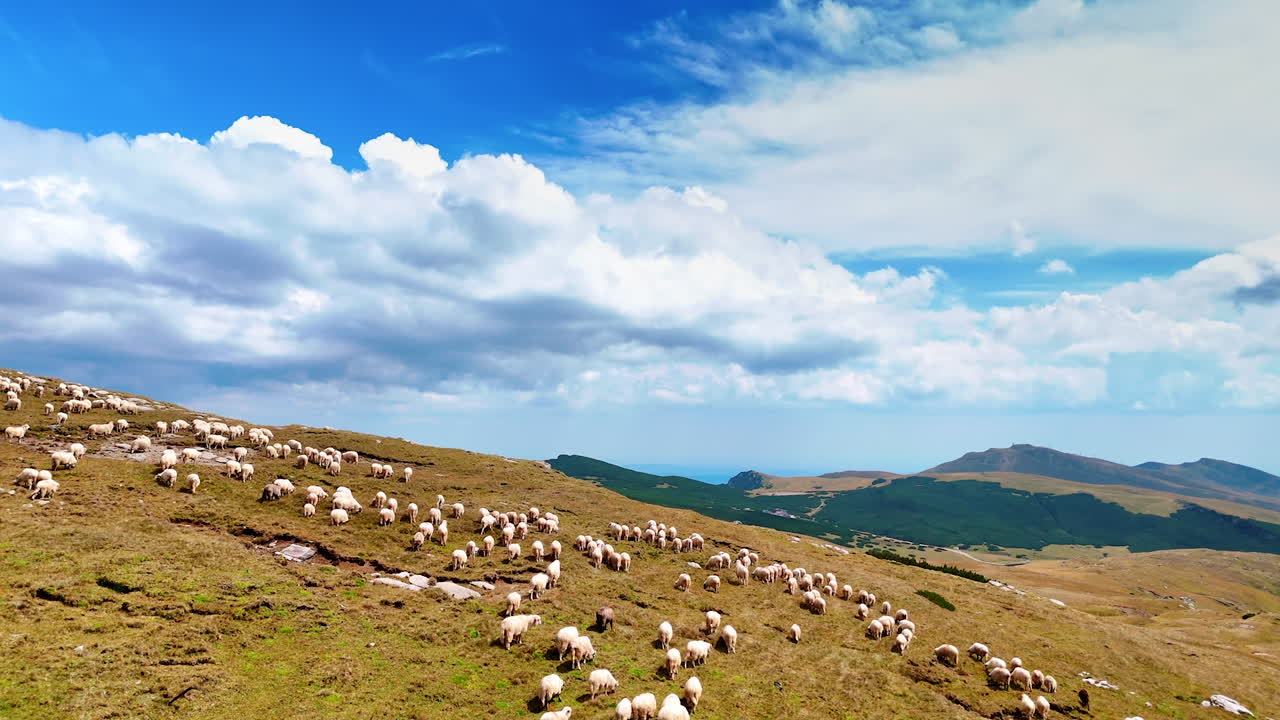 Rising over the green hill with livestock grazing. Beautiful fluffy cloudscape in the blue sky at backdrop