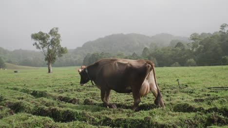 Lone-cow-walking-through-wet-field-on-rainy-day