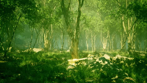 dark forest with fog in background