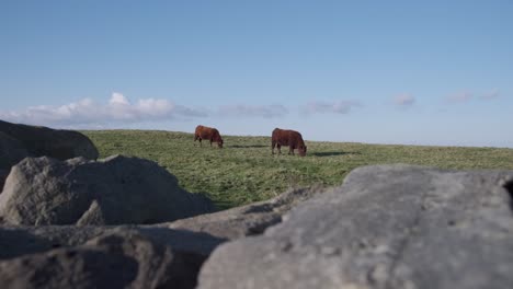 Wide-shot-of-two-brown-grassing-on-a-green-meadow