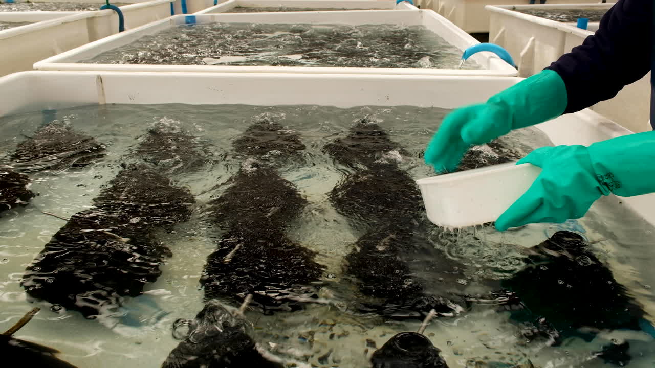 Juvenile abalone (spat) transferred to aerated tank on commercial abalone farm