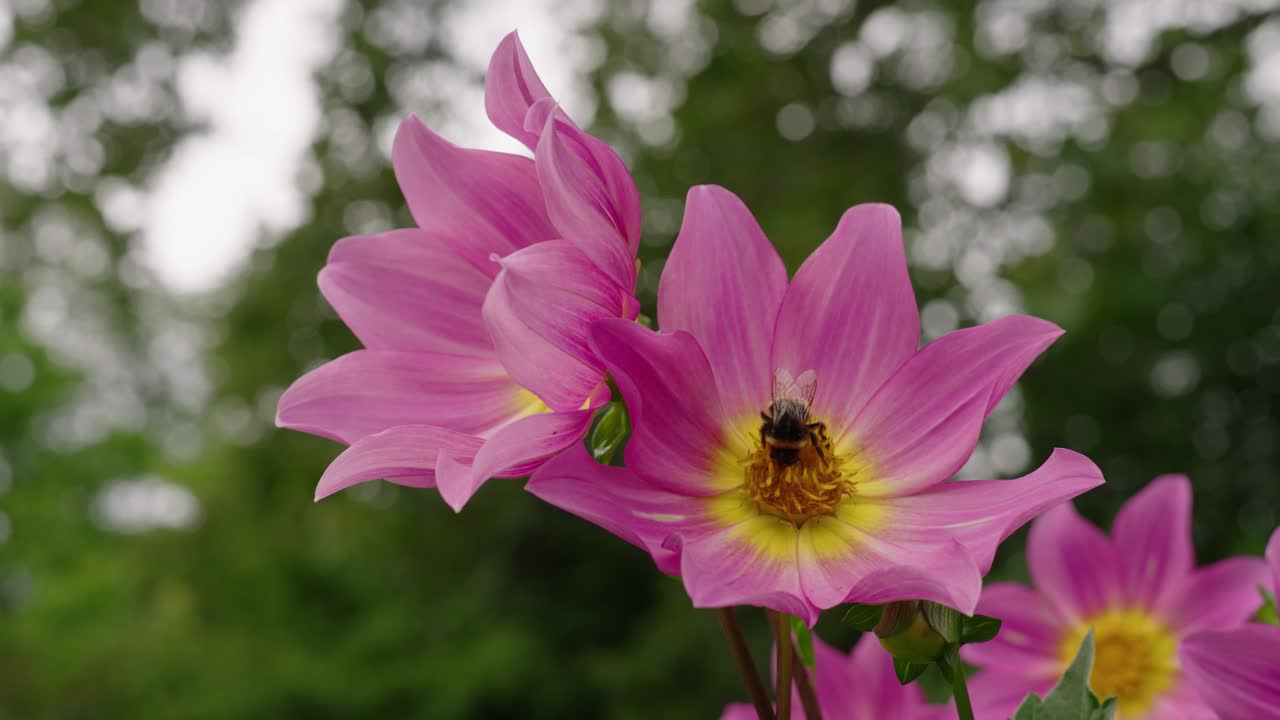 una abeja ocupada recogiendo polen en su viaje en el jardín de flores, colonia alemania