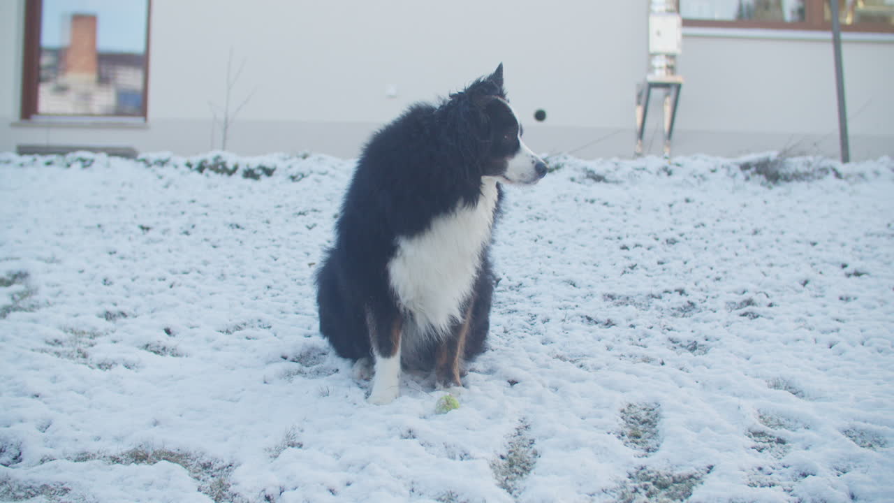 화창한 겨울날 정원에 앉아 있는 귀여운 호주 셰퍼드 개의 영화 중심 샷