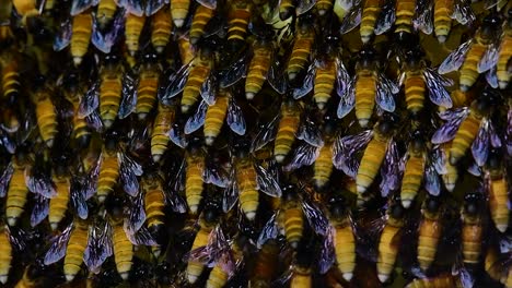 honey bees are known to build large colonies of nest with symmetrical pockets made of wax for them to store honey as their food source