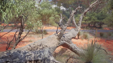 australian outback landscape with fallen log