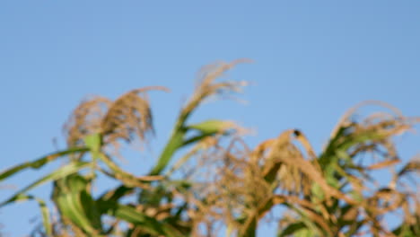 slo mo shot of crops blowing in the wind