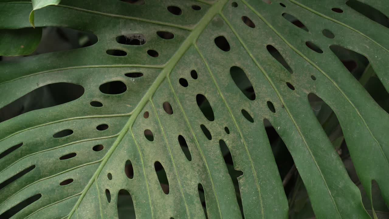 Leaf of Swiss cheese plant Monstera deliciosa distinctive holes fenestration Colombia jungle