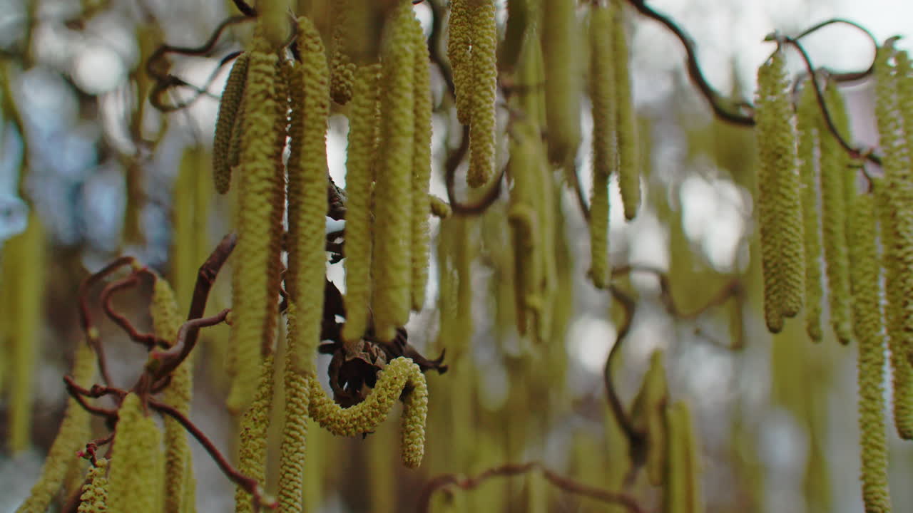 Close up shot of the blossoms of a hazelnut tree moving in the wind on a cold day in February