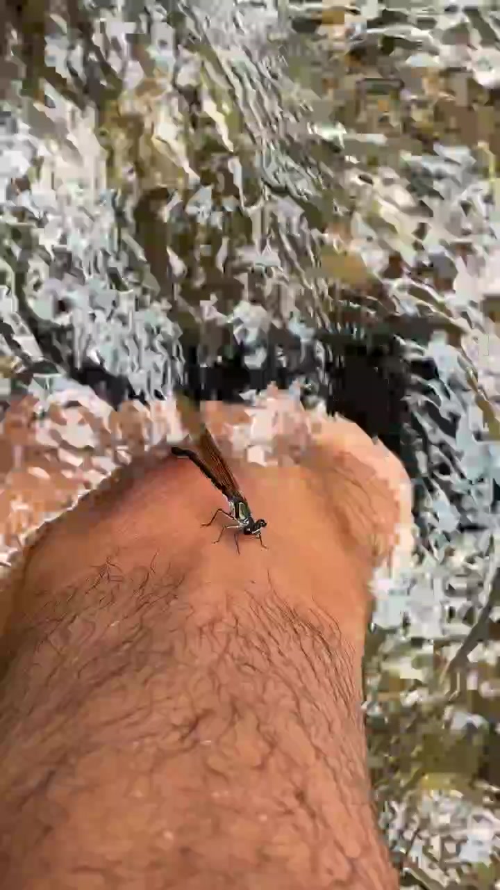 Damselfly Resting on a Human Foot in a Flowing Stream