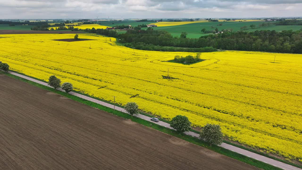 Picturesque Swedish landscape with yellow rapeseed field and scenic car route