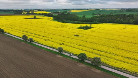 picturesque swedish landscape with yellow rapeseed field and scenic car route