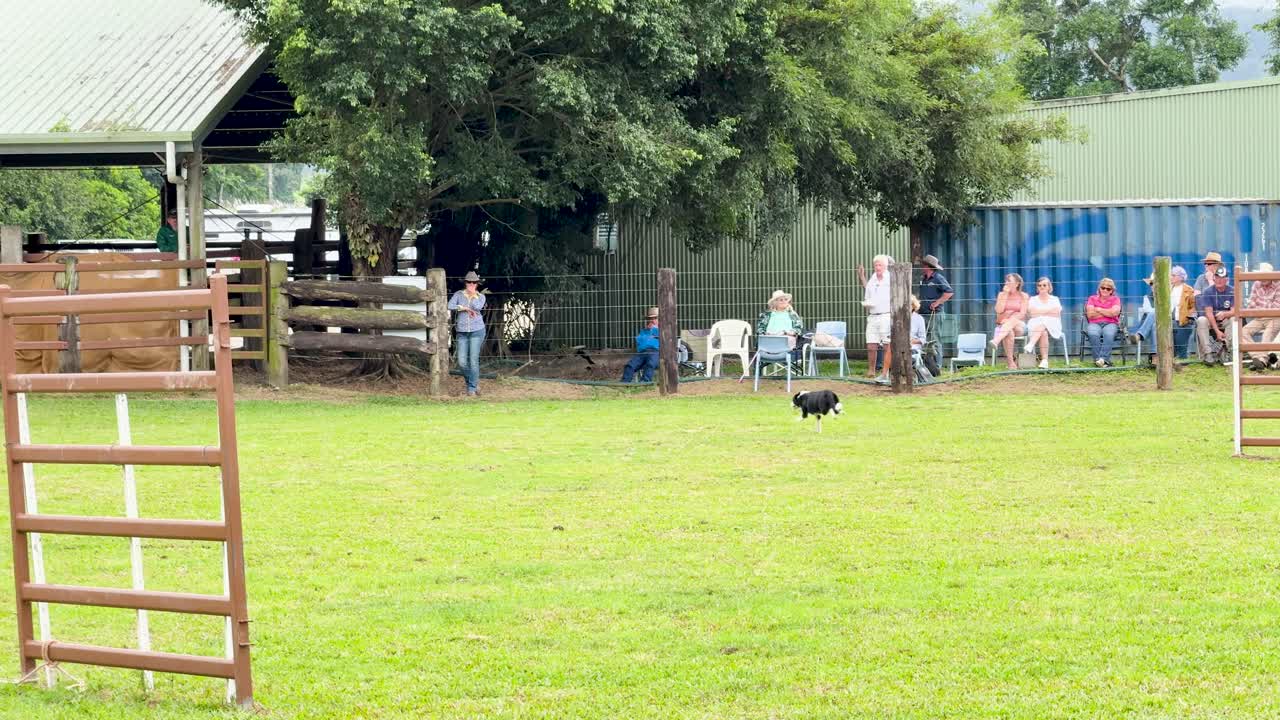 Border Collie herding sheep in grassy arena, daylight, wide shot, spectators seated under shelter