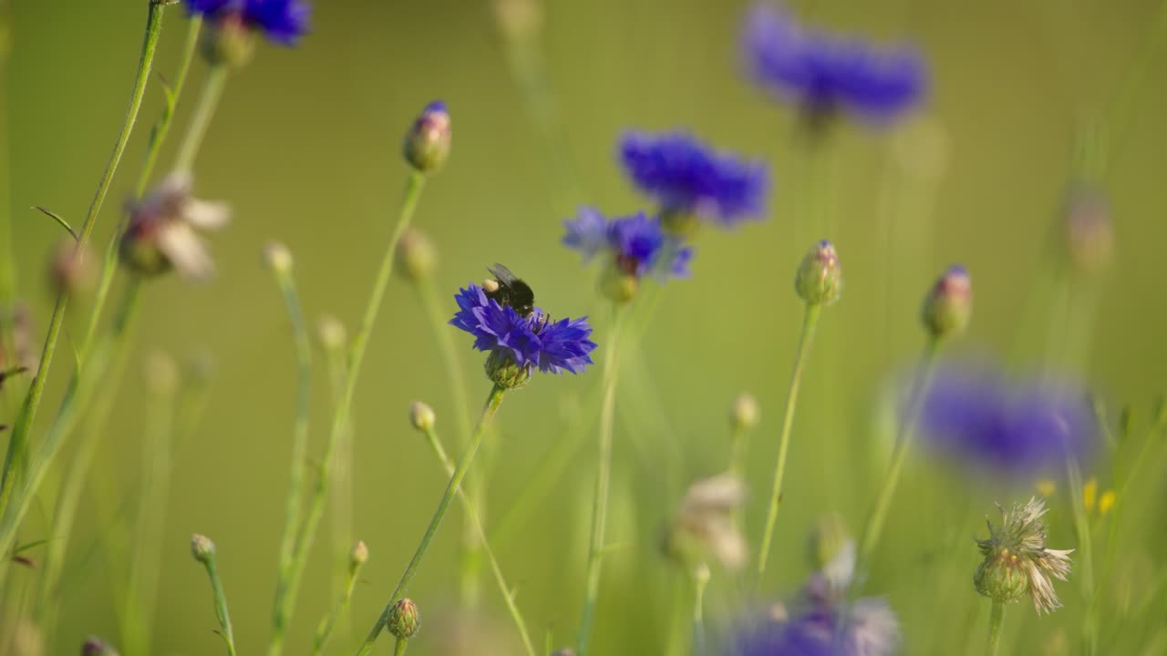 Bumblebee takes off from vibrant purple cornflower in meadow, shallow focus