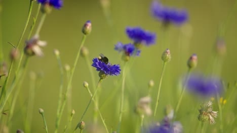 Bumblebee-takes-off-from-vibrant-purple-cornflower-in-meadow,-shallow-focus