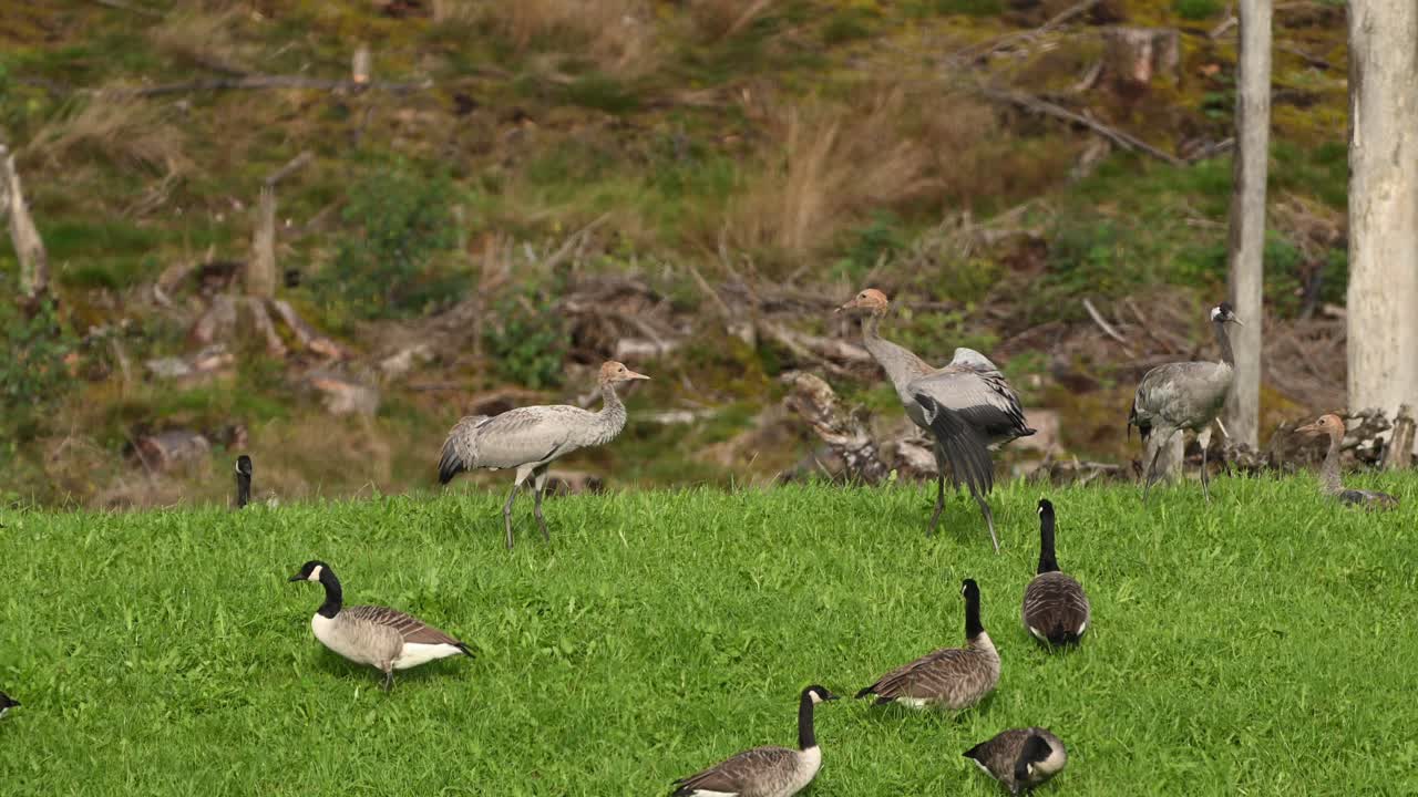 Two young common cranes fight and chase each other across green summer field filled with calm Canada geese. Slow motion camera follows the action