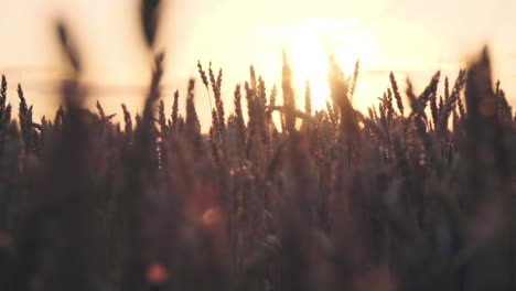 golden sunset over a wheat field