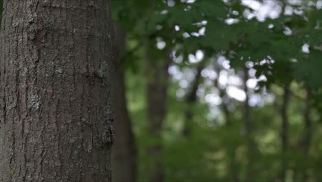 green blowing trees and leafs in the forest