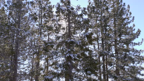 Abetos-Douglas-Frente-Al-Sol-En-Un-Día-De-Invierno-Claro-Y-Soleado-En-El-Lago-Tahoe,-Nevada