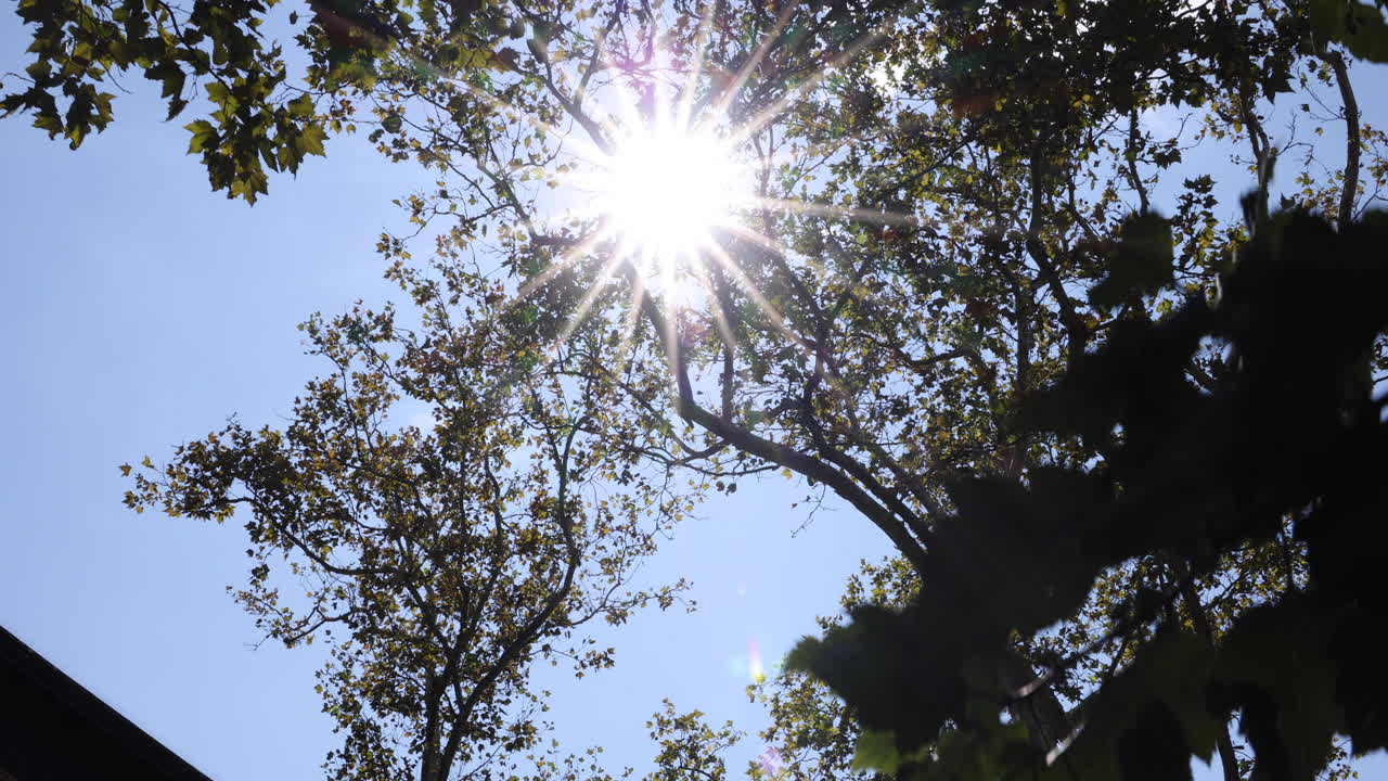나무와 빛으로 자연의 평온한 아름다움을 탐험하세요.