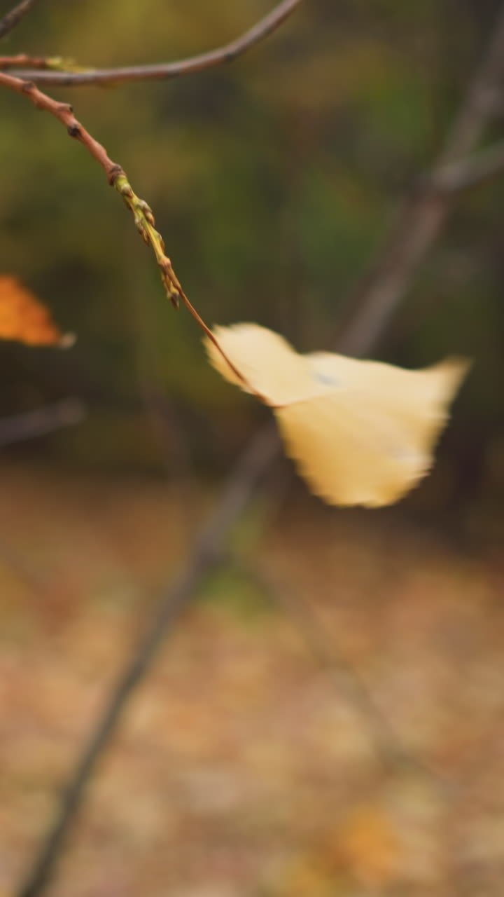 나무 가지에 매달린 가을 잎은 바람에 부드럽게 흔들리고 흐릿한 배경은 땅에 건조한 잎자루와 가을 색이 사라지는 나무로 평화로운 자연 장면을 보여줍니다.