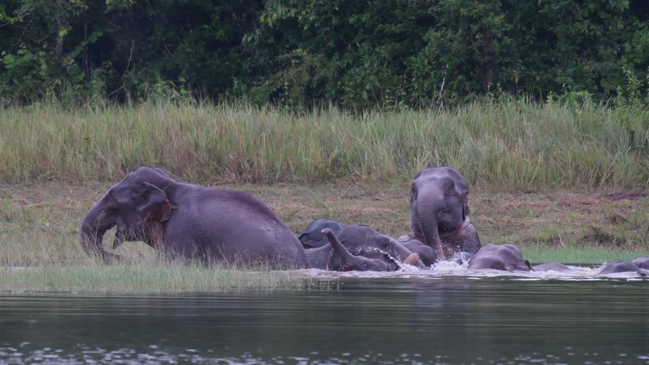 los elefantes asiáticos están en peligro y esta manada se divierte jugando y bañándose en un lago en el parque nacional khao yai