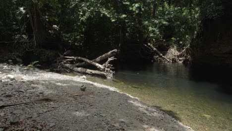 Süßwasser-Frühlingsfluss-Im-Daintree-Nationalpark-Mit-Emmagen-Creek,-Nord-Queensland,-Australien