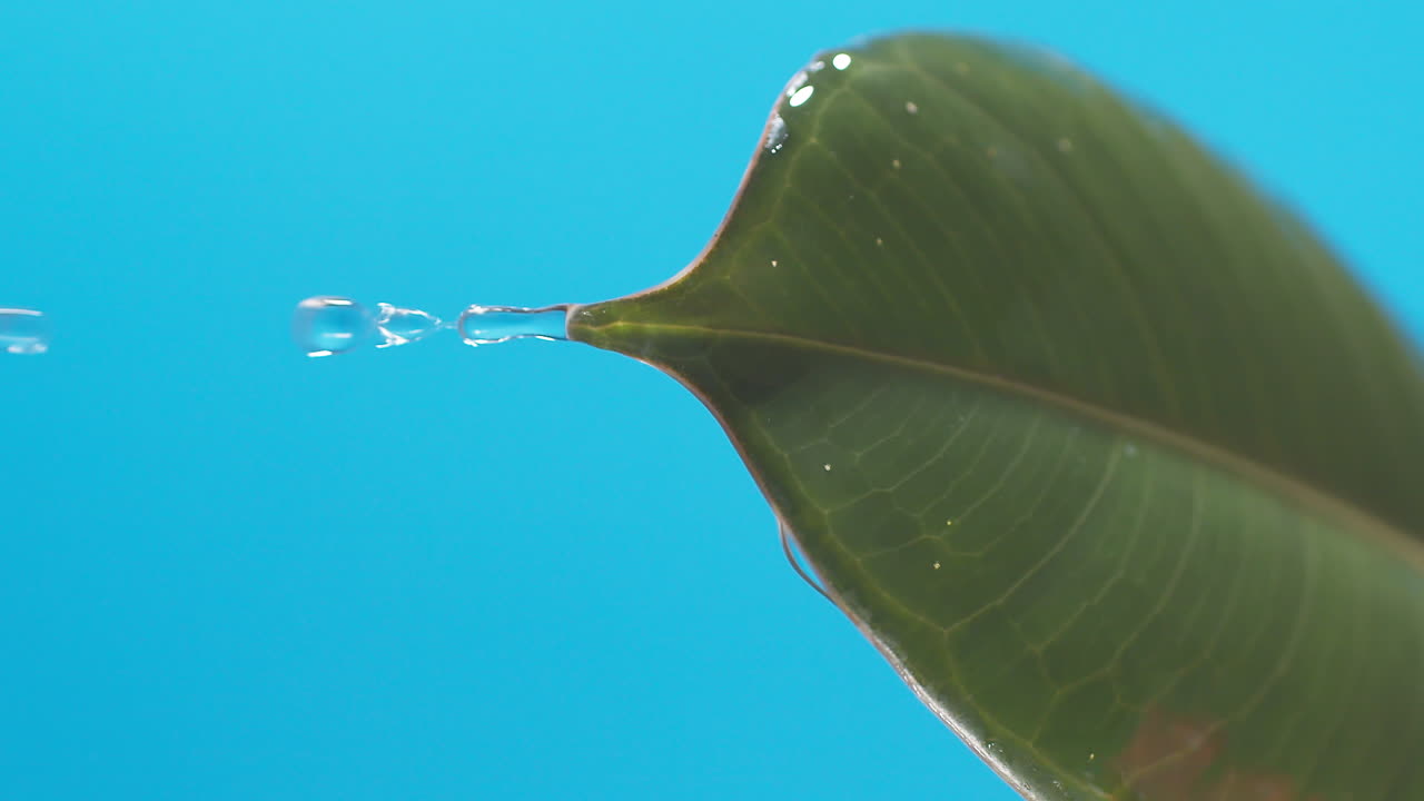 vertical de gotas de agua que gotean de las hojas verdes sobre el fondo azul