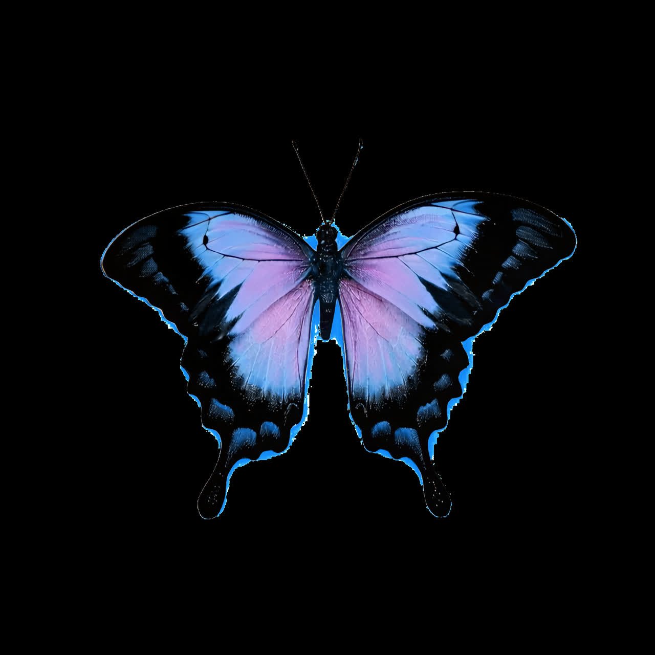 Animated Blue and Purple Butterfly with Glowing Outline