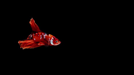 Colorful-Siamese-fighting-fish-Betta-splendens,-also-known-as-Thai-Fighting-Fish-or-betta,-is-a-species-in-the-gourami-family-which-is-popular-as-an-aquarium-fish-on-white-background