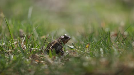 toad in grass