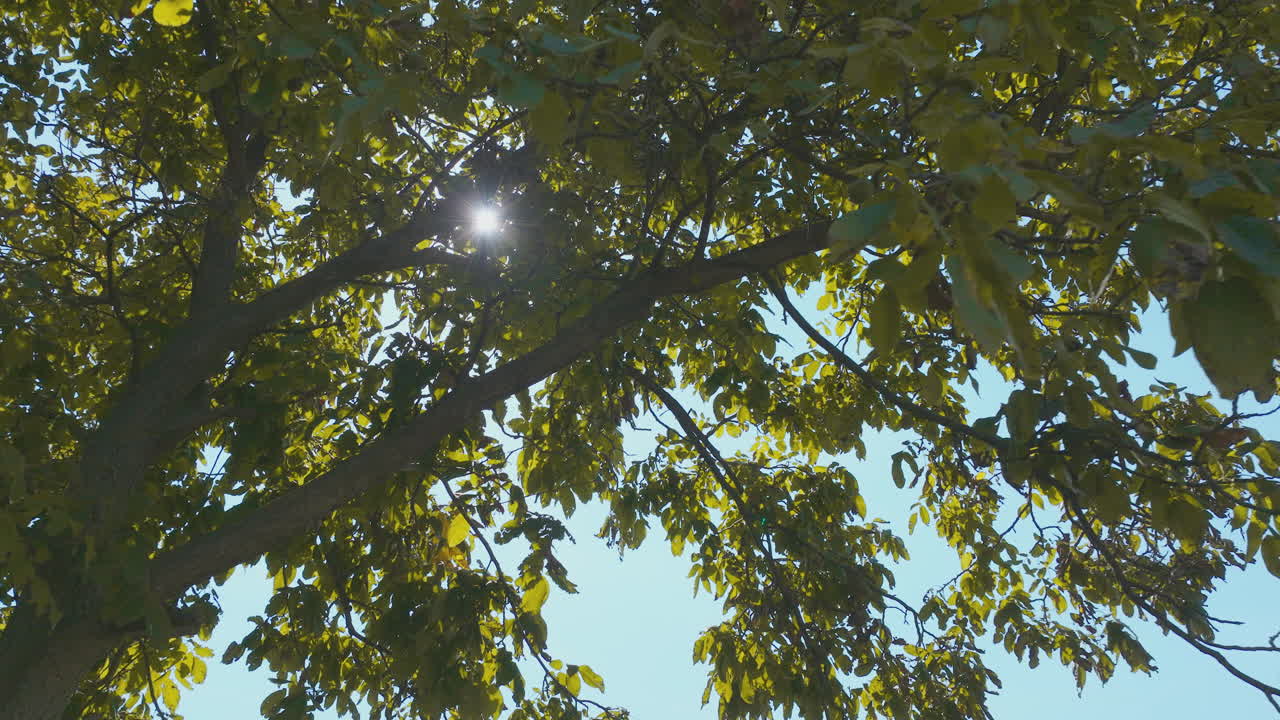 ветви и листья деревьев с солнечным светом