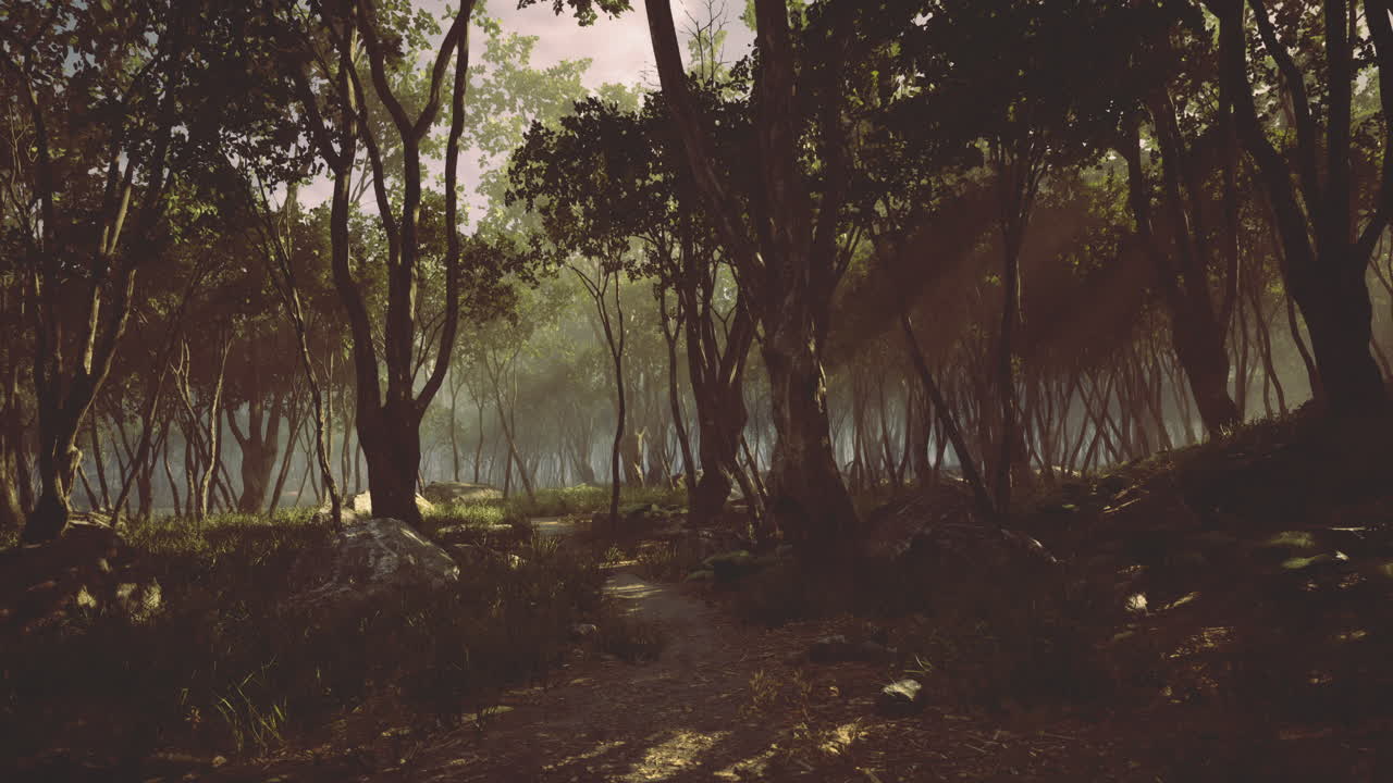 Enchanting forest pathway illuminated by soft sunlight in tranquil nature