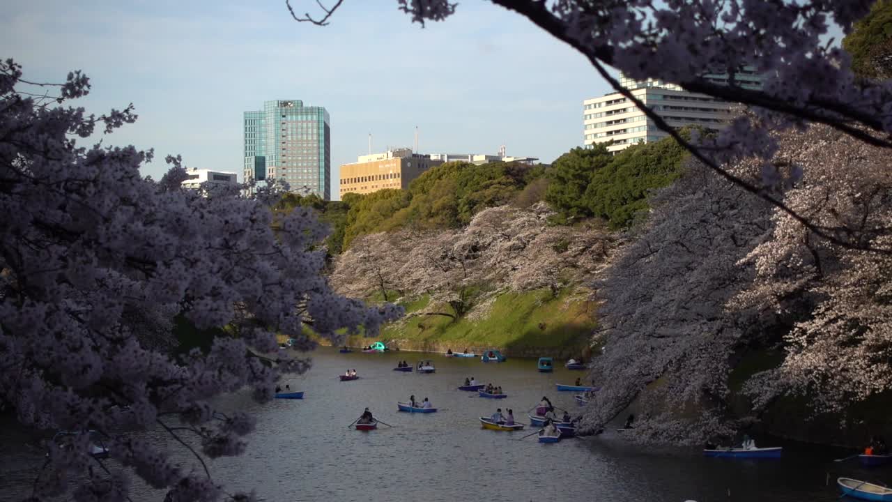 분홍색 벚꽃 나무가 있는 치도리가후치 해자의 멋진 풍경