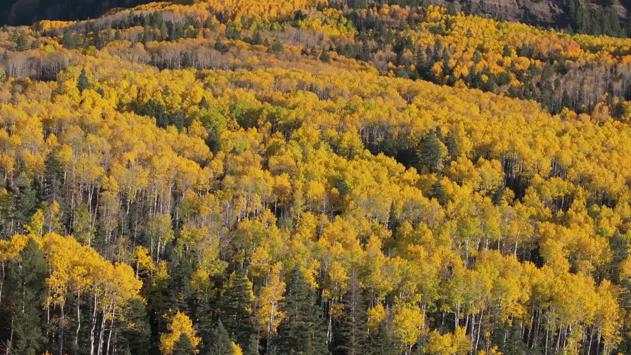 Paesaggio autunnale di una foresta con vivaci alberi di pioppo giallo