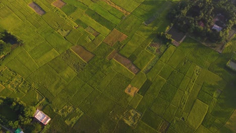 Aerial-footage-of-green-farmland-with-paddy-fields,-creating-a-beautiful-pattern-and-texture-under-soft-sunlight,-casting-long-shadows