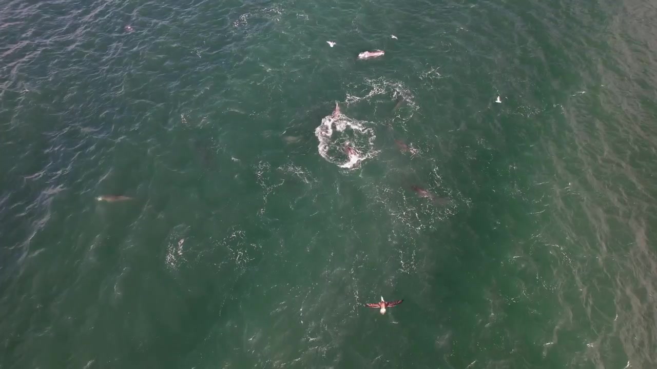 Sharks And Dolphins In Tropical Ocean In Byron Bay, NSW, Australia - Drone Shot