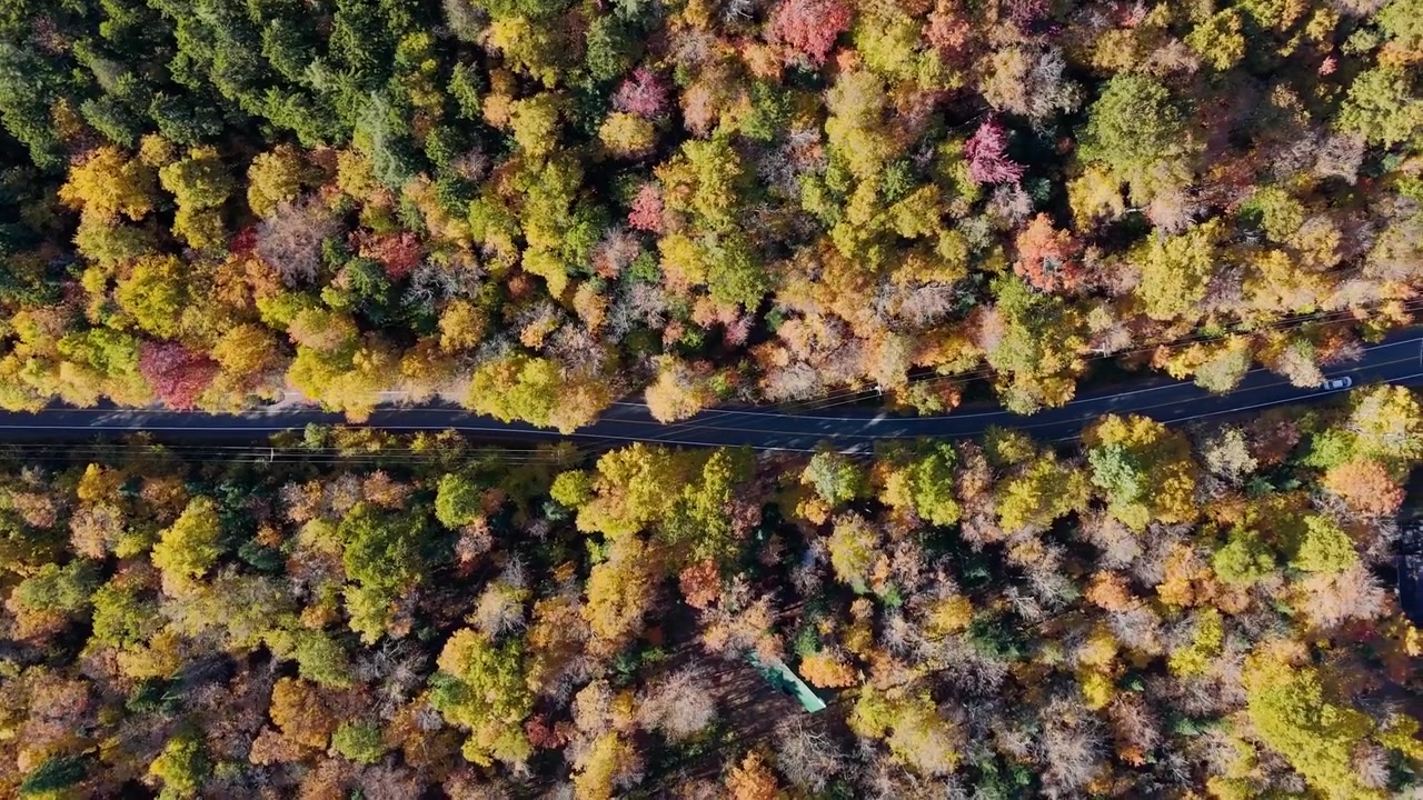 Ripresa drone dall'alto di una strada che attraversa una vivace foresta in autunno (Indian Summer) nella regione di Mont-Tremblant. Colori astratti del fogliame autunnale in Quebec.