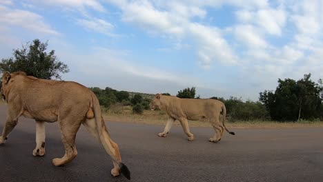 Young-lions-pass-the-camera-at-eye-level-on-the-road-in-the-Kruger-National-Park