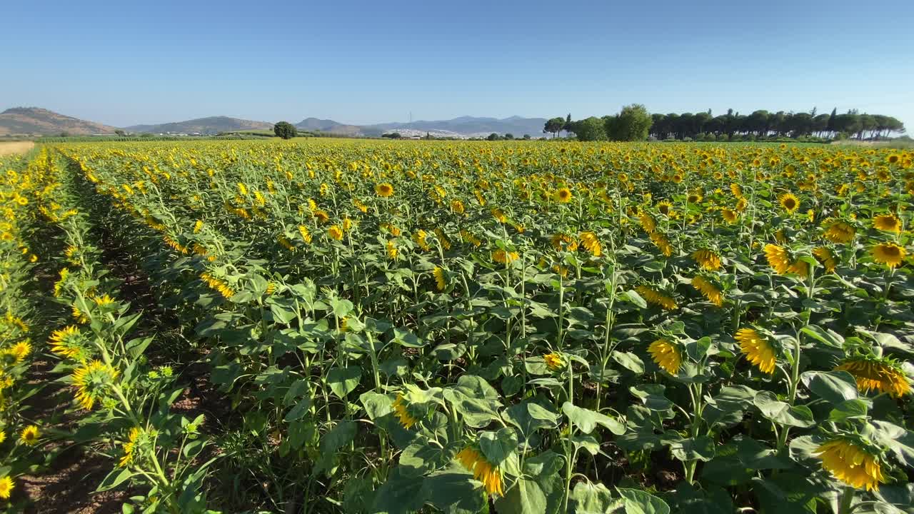 girasoles en flor y un campo