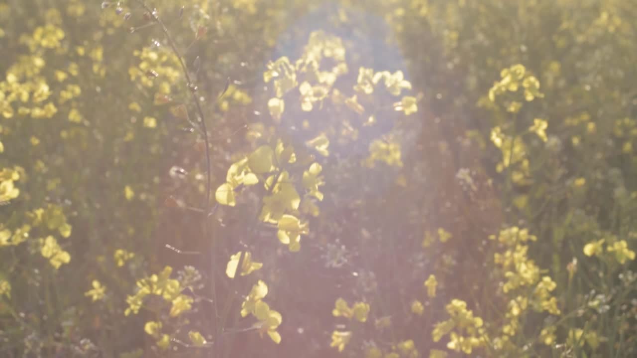 Rapeseed crop field with sunshine medium tilting shot
