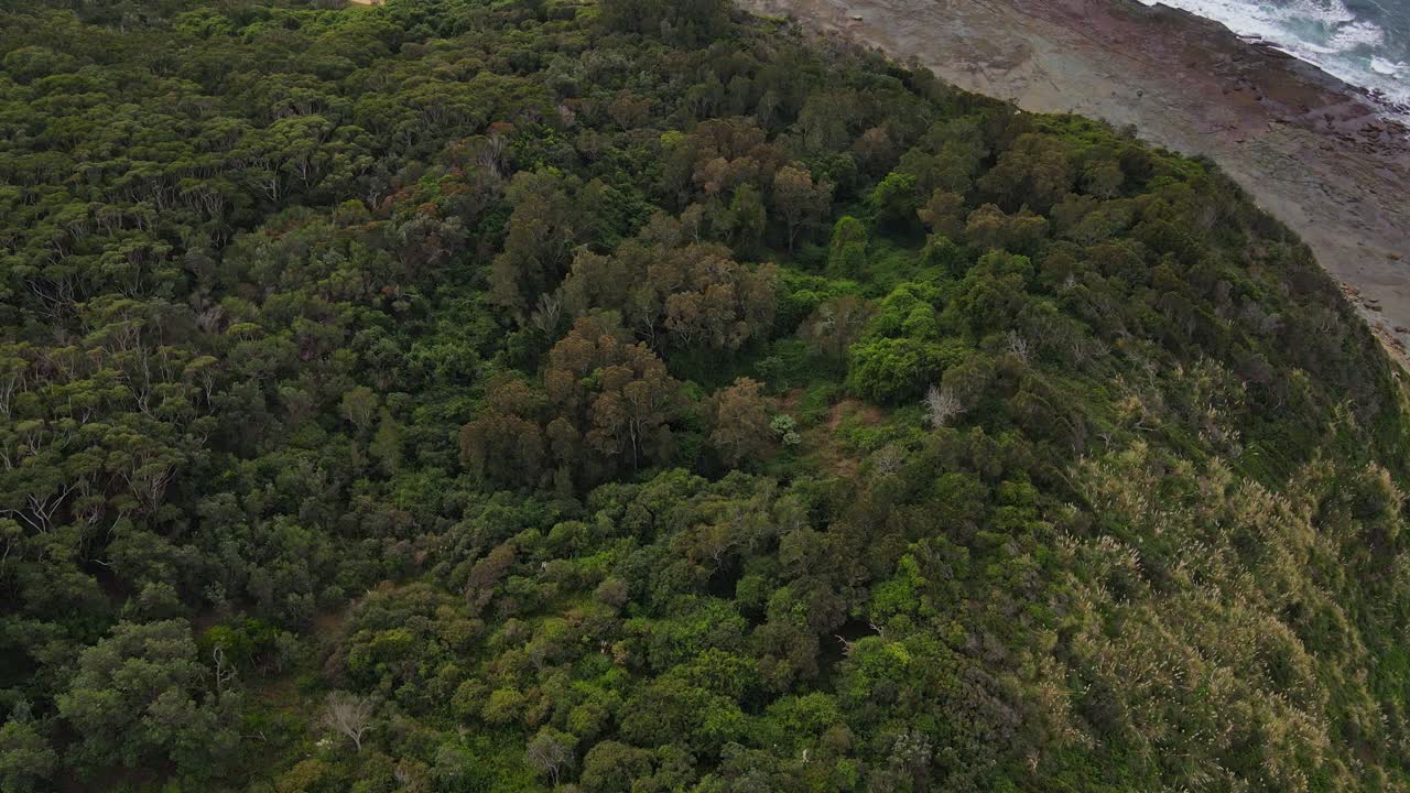 espeso bosque verde en la costa rocosa en norah head, nueva gales del sur, australia