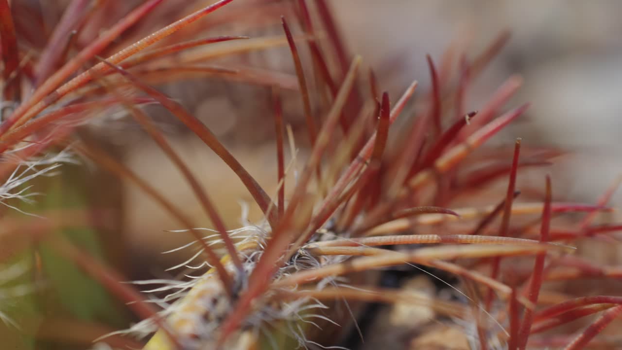 Close up green cactus with yellow spines within a desert environment, city park in Barcelona, Montjuic. African background