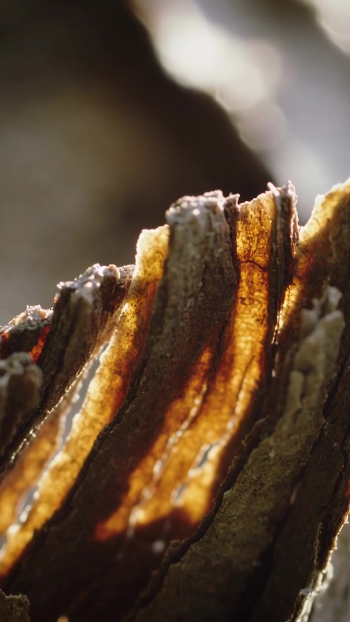 Video verticale: La telecamera si avvicina alla corteccia nel bosco, la luce del sole rivela strati ambrati e goccioline.