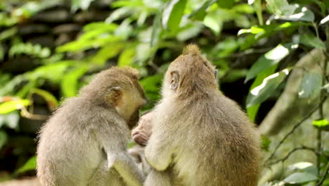 primer plano: una familia de monos abraza a su bebé contra el exuberante fondo verde de la jungla