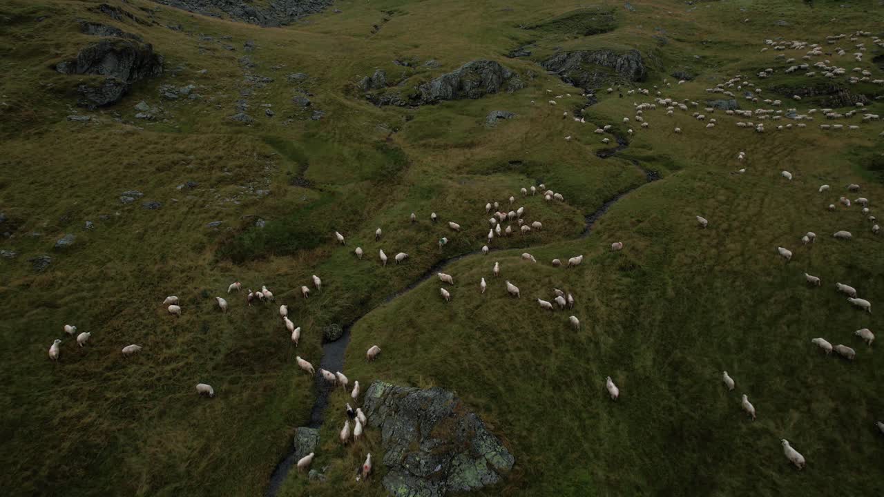 Cinematic aerial reveal shot of flock of sheep running through a lush valley in Transfagarasan, Romania. Misty mountains and low clouds among wild nature.