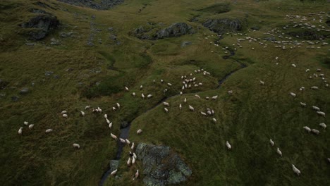 cinematic aerial reveal shot of flock of sheep running through a lush valley in transfagarasan, romania. misty mountains and low clouds among wild nature.