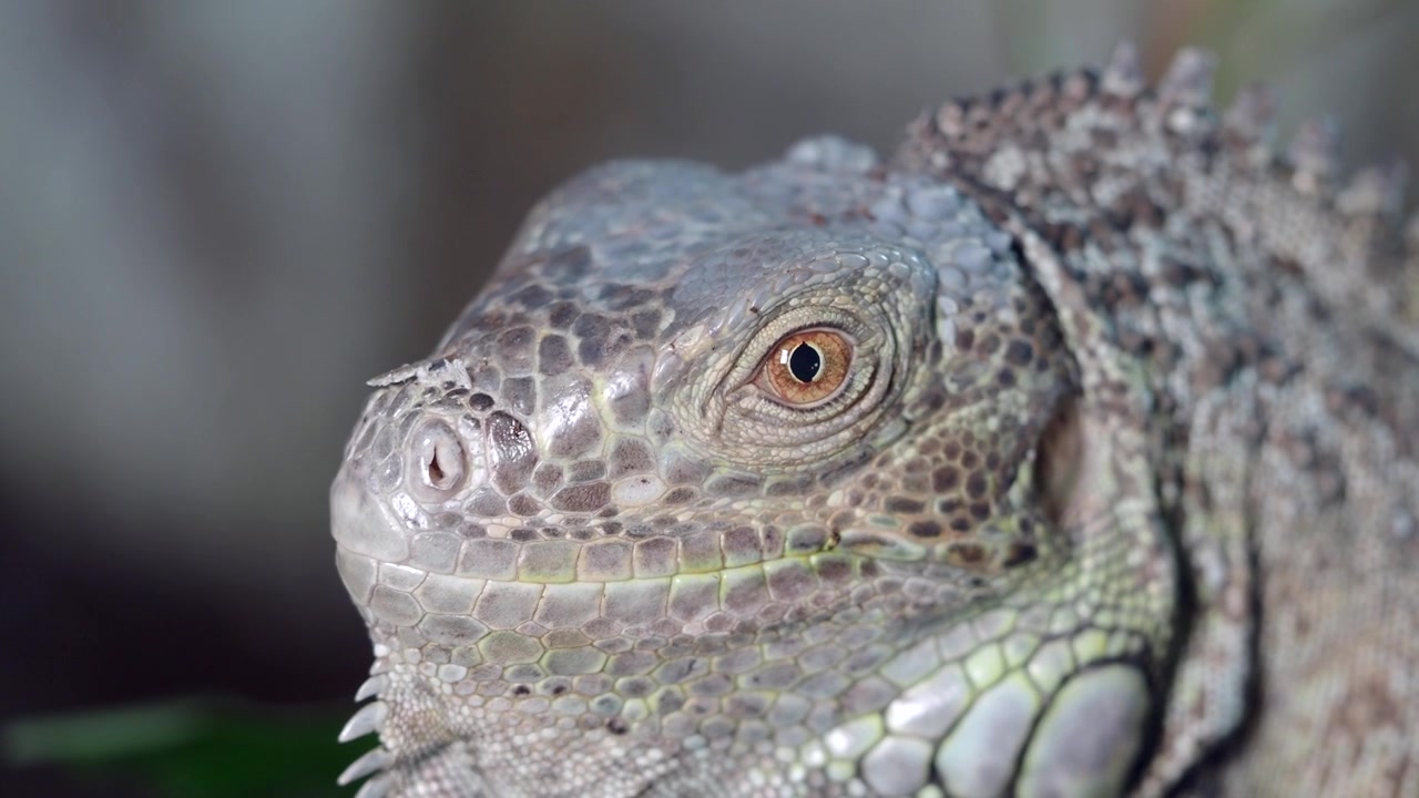 Ritratto ravvicinato di un'iguana verde