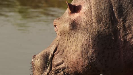 Close-up-African-safari-animals-Wildlife,-Hippo,-Hippopotamus-features-detailed-eyes-and-ears-in-Maasai-Mara-National-Reserve,-Kenya,-Masai-Mara-North-Conservancy-in-Africa