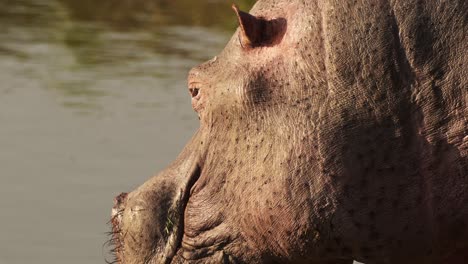 close up african safari animals wildlife, hippo, hippopotamus features detailed eyes and ears in maasai mara national reserve, kenya, masai mara north conservancy in africa